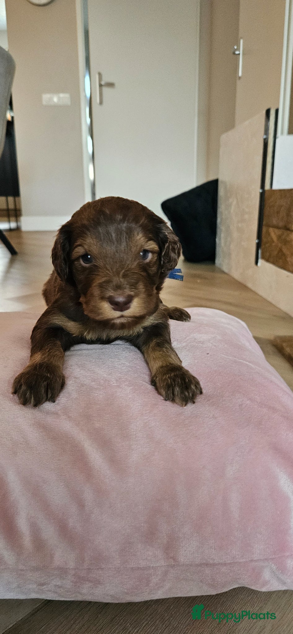 Kruising honden te koop: Prachtige en lieve doodle pups!!  - Advertentie 1