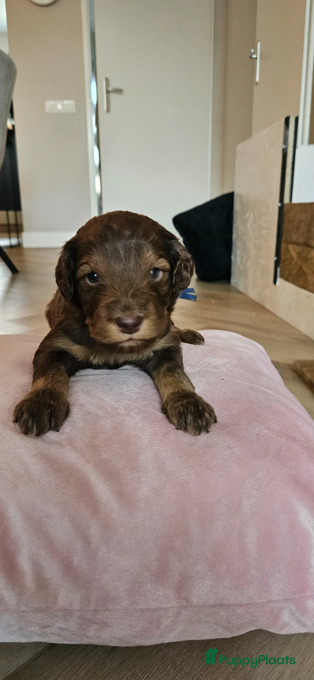 Kruising honden te koop: Prachtige en lieve doodle pups!!  - Advertentie 1