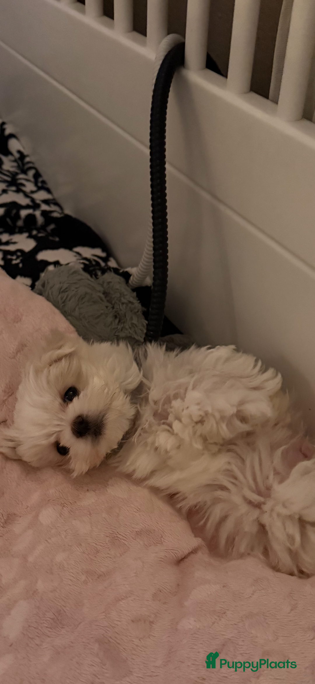 Maltezer honden te koop: Toy Maltezer pups - Advertentie 12