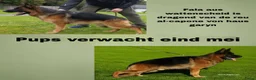 Duitse Herder honden te koop: Nog niet besproken  in Kessel - Advertentie 2