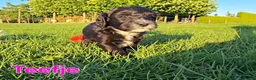 Maltipoo honden te koop: 🥰 9 Prachtige Maltipoo pups! Unieke kleuren 🐶 - Advertentie 17