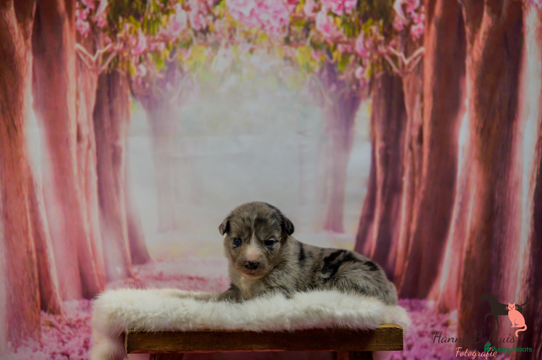 Australian Shepherd honden te koop: Mini Australian Shepherd pups - Advertentie 9