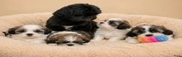 Boomer honden te koop: Super mooie boomer pups. Shih tzu  - Advertentie 1