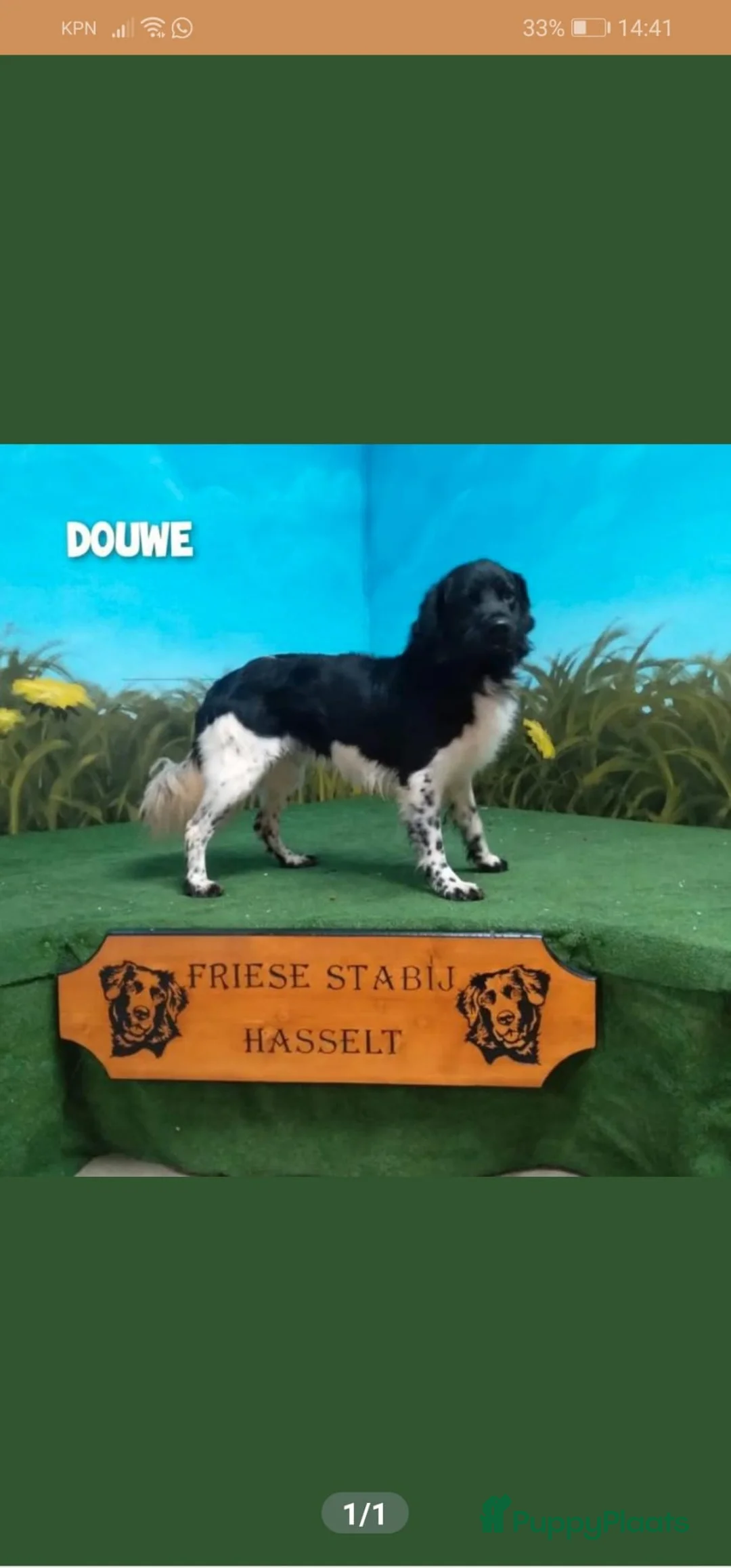 Friese Stabij honden te koop: Mooie Friese Stabij pups - Advertentie 5