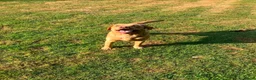 Labradoodle honden te koop: Lieve labradoodle pups  - Advertentie 6