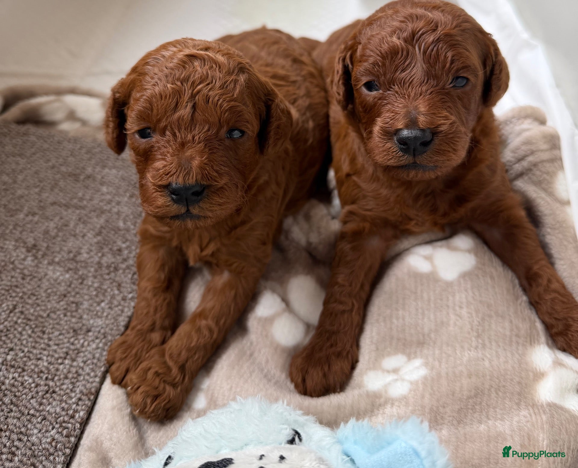 Poedel Toy honden Lieve rode toypoedel pups zoeken een warm thuis - Advertentie 1
