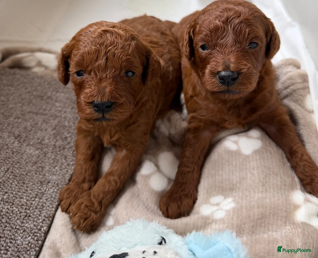 Poedel Toy honden te koop: Lieve rode toypoedel pups zoeken een warm thuis - Advertentie 1