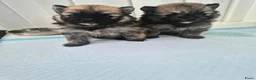 Pomsky honden te koop: Kleine pomsky pups 🩷💙🩷💙 - Advertentie 6