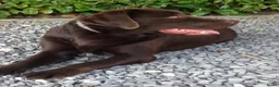 Labrador Retriever honden te koop: Zeer mooie donkerbruine labrador pups - Advertentie 7