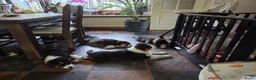 Australian Shepherd honden te koop: 🐾 Australian Shepherd pups, Super sociaal 🌸 - Advertentie 15