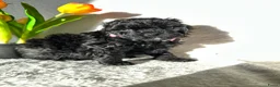 Poedel Toy honden te koop: Toypoedel pups (mini toypoedel) toypoodle puppy’s  - Advertentie 18