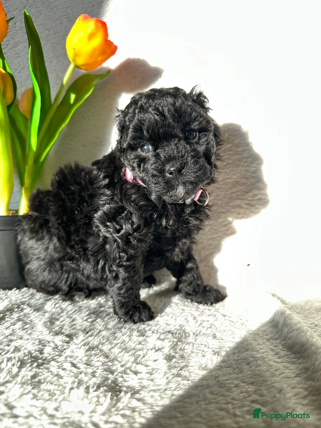 Poedel Toy honden te koop: Toypoedel pups (mini toypoedel) toypoodle puppy’s  - Advertentie 18