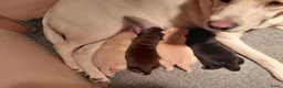 Labrador Retriever honden te koop: Labrador pups te koop in Terschuur - Advertentie 10