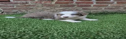 Kruising honden te koop: Knappe lilac border collies - Advertentie 11