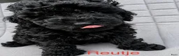 Poedel Toy honden te koop: Toypoedel - Advertentie 8