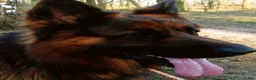 Duitse Herder honden te koop: Langstokharige Duitse Herder puppies zw.en zw/br  - Advertentie 8