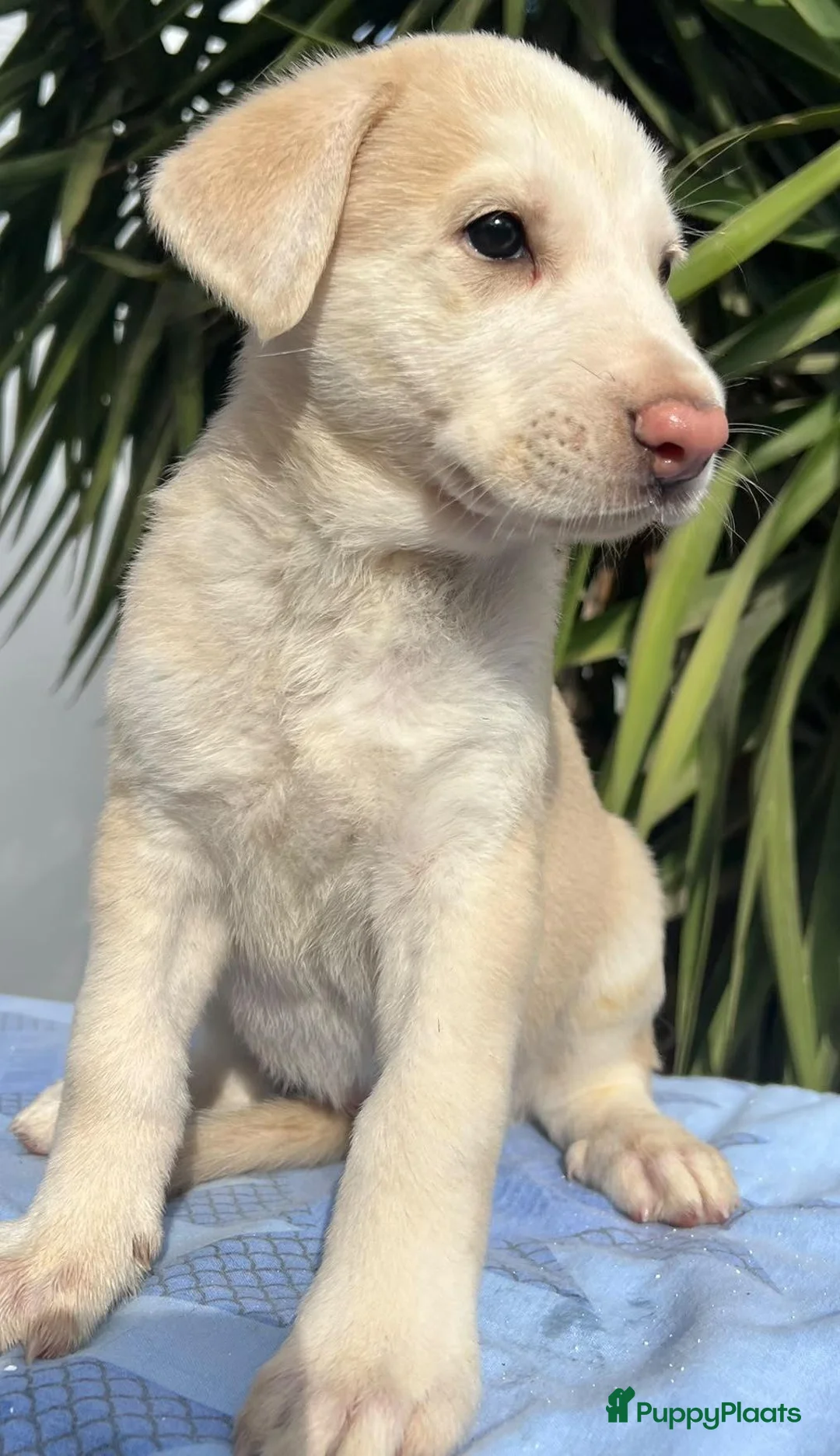 Kruising honden ter adoptie: juno zoekt een baasje een warm mandje  - Advertentie 11