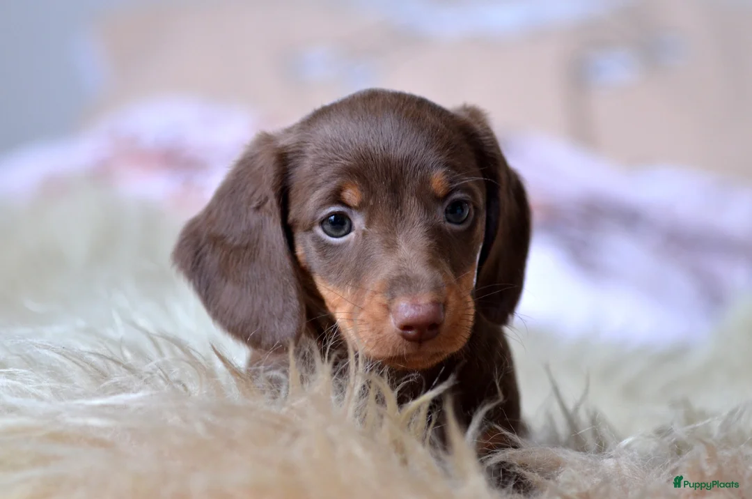 Teckel (korthaar)  honden te koop: Prachtige en lieve kortharige teckelpups. Teckel  - Advertentie 10