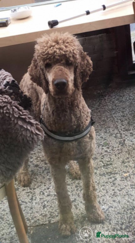 Poedel honden Lieve grote poedel dekreu in Nijmegen - Advertentie 1