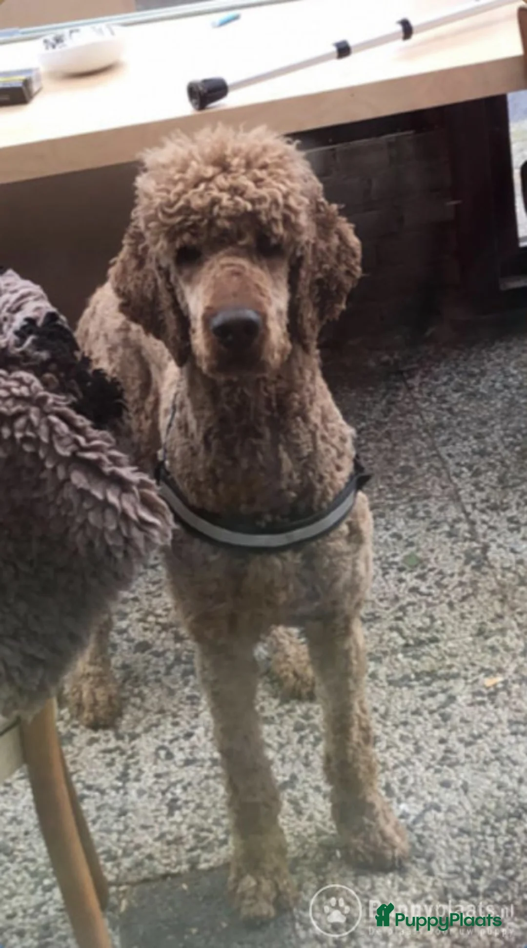 Poedel honden ter dekking: Lieve grote poedel dekreu in Nijmegen - Advertentie 1