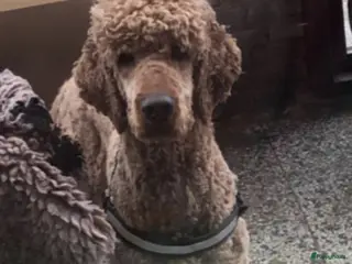 Poedel honden Lieve grote poedel dekreu in Nijmegen - Advertentie 10