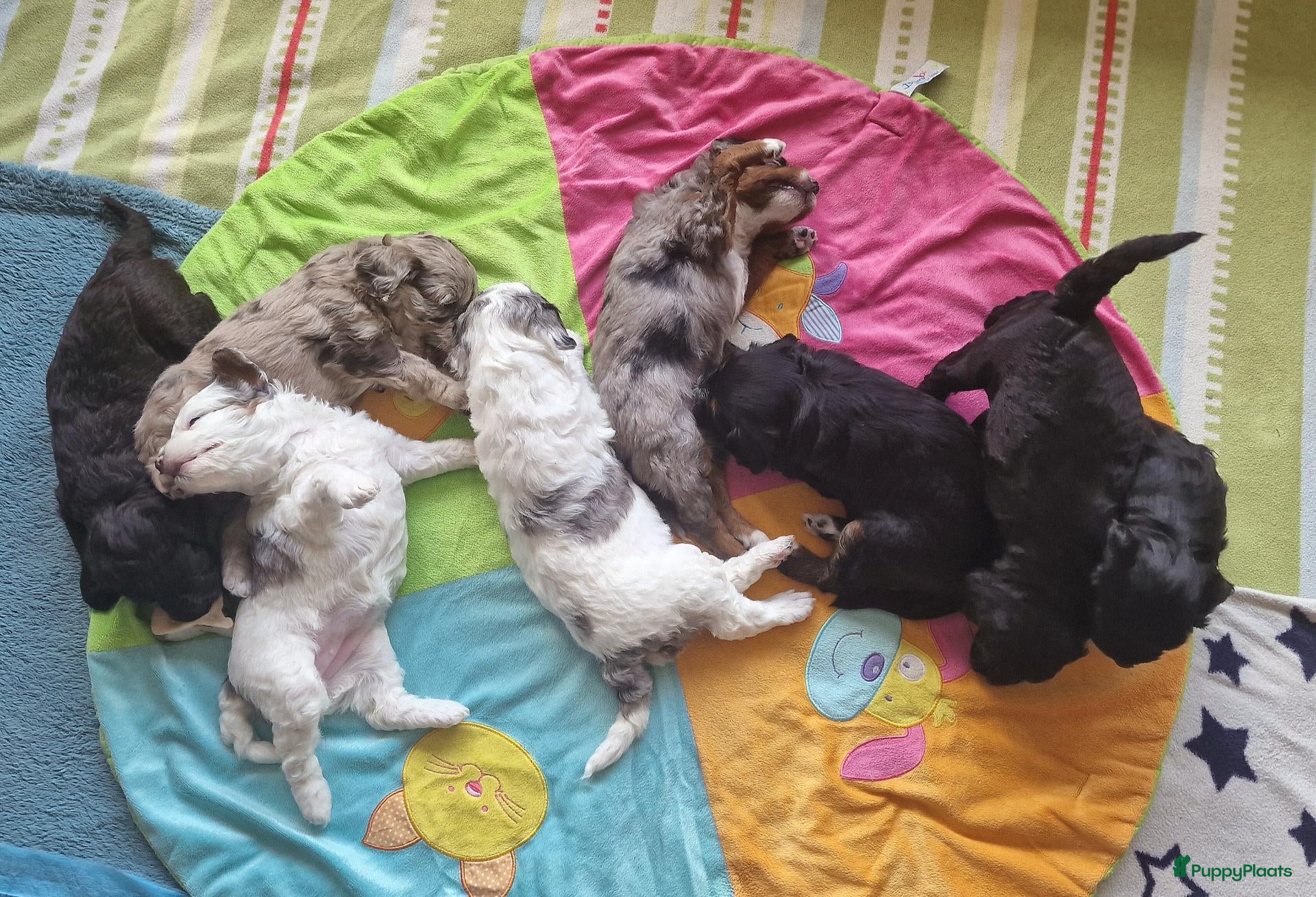 Kruising honden 🐾Middenslag, medium, Merle Poedel/Doodelpups!🐾- - Advertentie 9