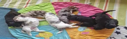 Kruising honden te koop: 🐾Middenslag, medium, Merle Poedel/Doodelpups!🐾- - Advertentie 1