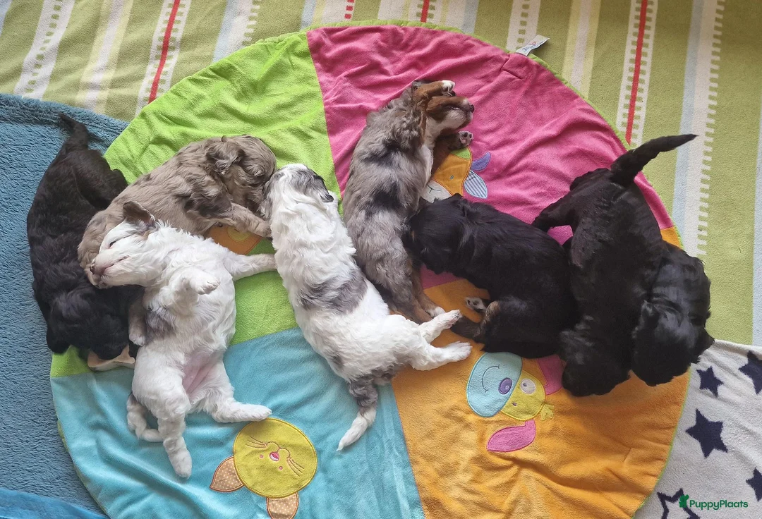 Kruising honden te koop: 🐾Middenslag, medium, Merle Poedel/Doodelpups!🐾- - Advertentie 1