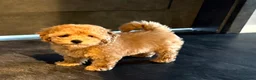 Maltipoo honden te koop: Maltipoo reutje super mooi, uit geteste ouders - Advertentie 3