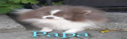 Pomeriaan honden te koop: Zeldzaam mooi blauwe pomeriaan reutjes  - Advertentie 5