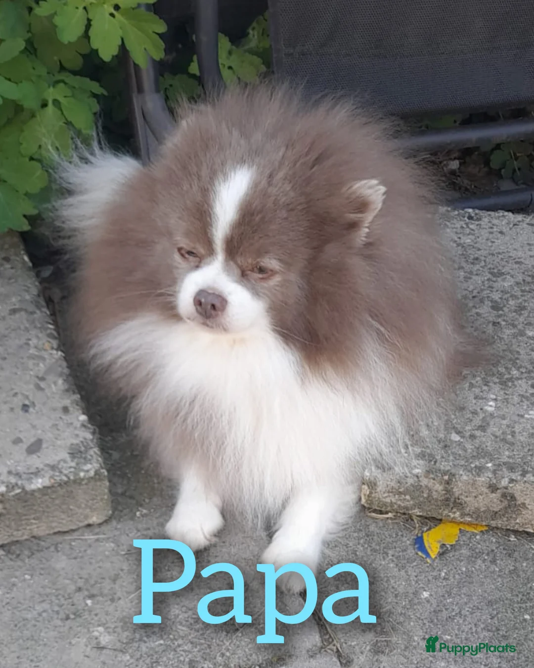 Pomeriaan honden te koop: Zeldzaam mooi blauwe pomeriaan reutjes  - Advertentie 5