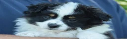 Australian Shepherd honden te koop: Knappe Miniature American Shepherd (MAS) pups - Advertentie 26