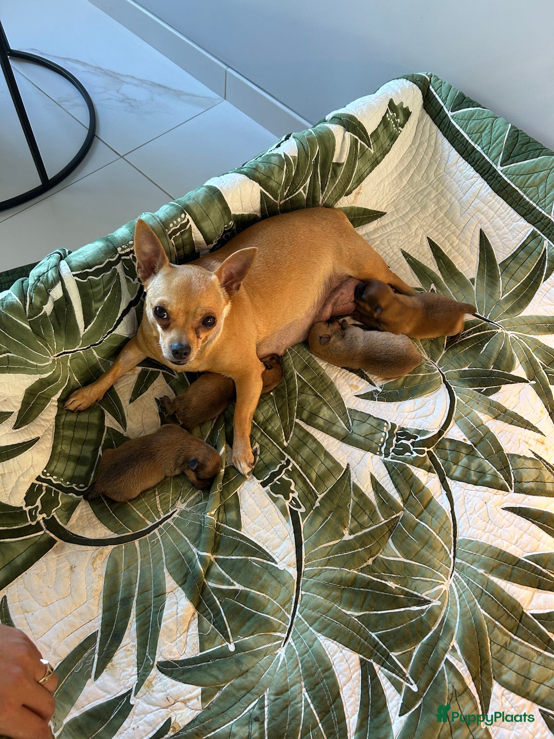 Pomchi honden te koop: Pomchi pups - Afbeelding 5