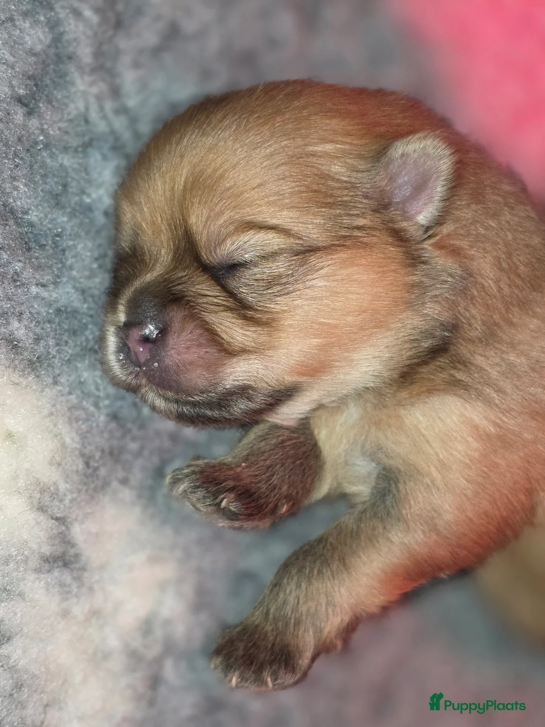 Pomeriaan honden te koop: 🐾 Pomeriaan pup 🐾 - Advertentie 2