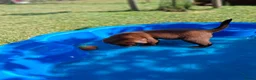 Labrador Retriever honden te koop: Raszuivere bruine labrador pups  - Advertentie 32