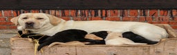 Labrador Retriever honden te koop: Prachtige sociale labrador pups te koop - Advertentie 4