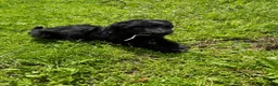 Bernedoodle honden te koop: Bernedoodle pups - Advertentie 5
