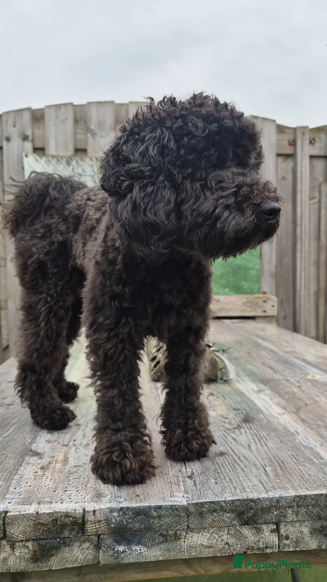 Poedel Toy honden ter dekking: Lillo superlieve toypoedel. Mooie, fluffy dekreu💙 - Advertentie 10