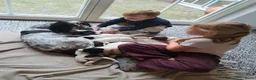 Engelse Springer Spaniel honden te koop: Stamboom engelse springer pups  - Advertentie 6