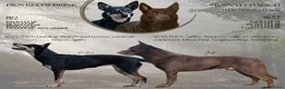 Australian Kelpie honden te koop: Australian Kelpie pups zoeken actieve baasjes - Advertentie 12