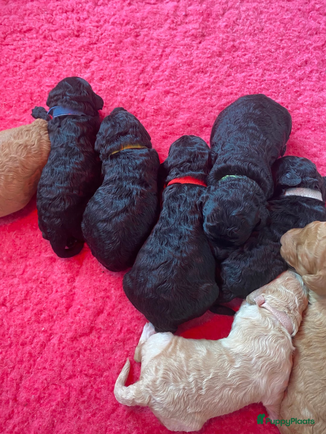 Labradoodle honden te koop: Prachtige labradooles puppy’s  - Advertentie 2