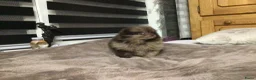 Pomeriaan honden te koop: 3 maart geboren reu Choco merle Pomeranian - Advertentie 3