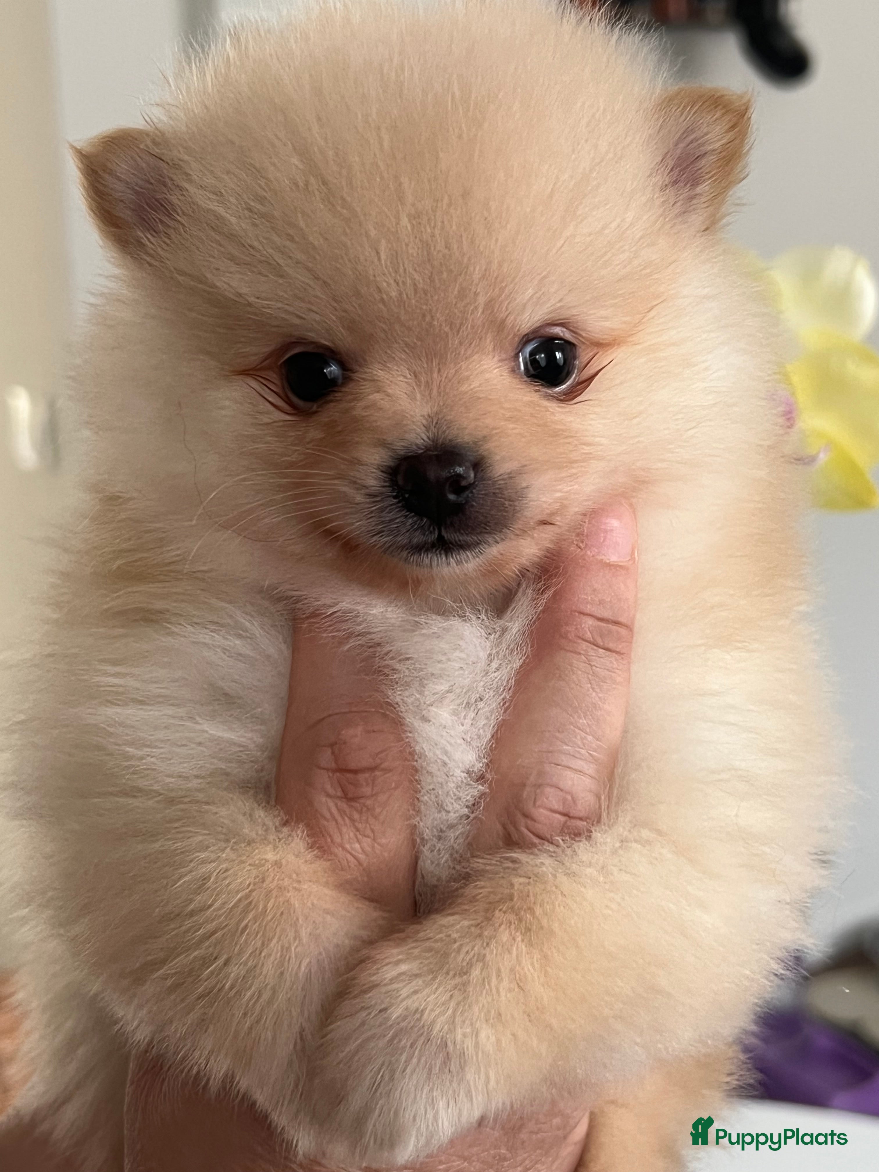 Pomeriaan honden Prachtig klein Pomeriaan puppy  - Advertentie 1