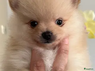 Pomeriaan honden Prachtig klein Pomeriaan puppy - Advertentie 1