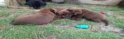 Labrador Retriever honden te koop: Raszuivere bruine labrador pups  - Advertentie 25