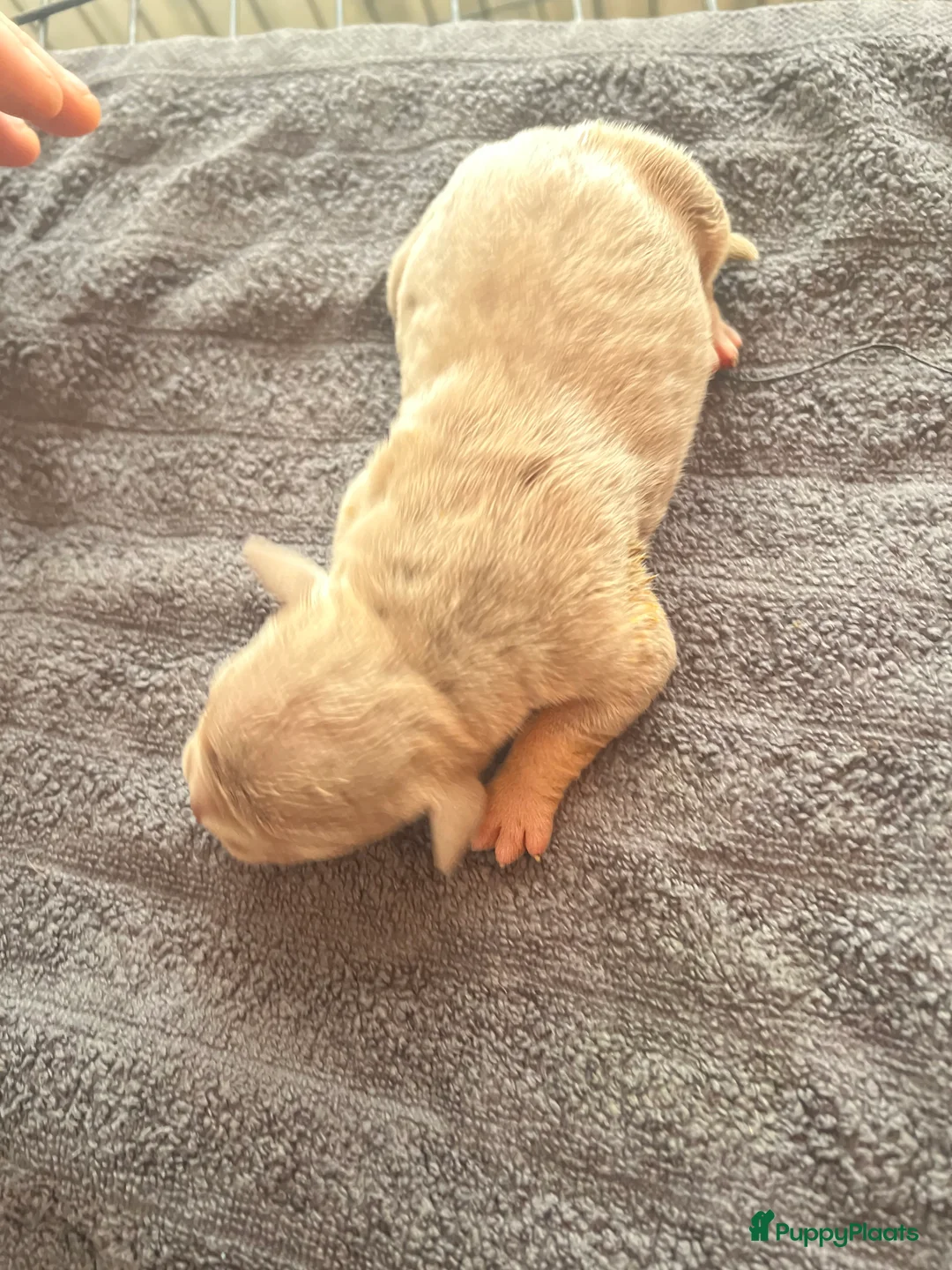 Amerikaanse Bully honden te koop: Prachtige pocket bully pups  - Advertentie 4