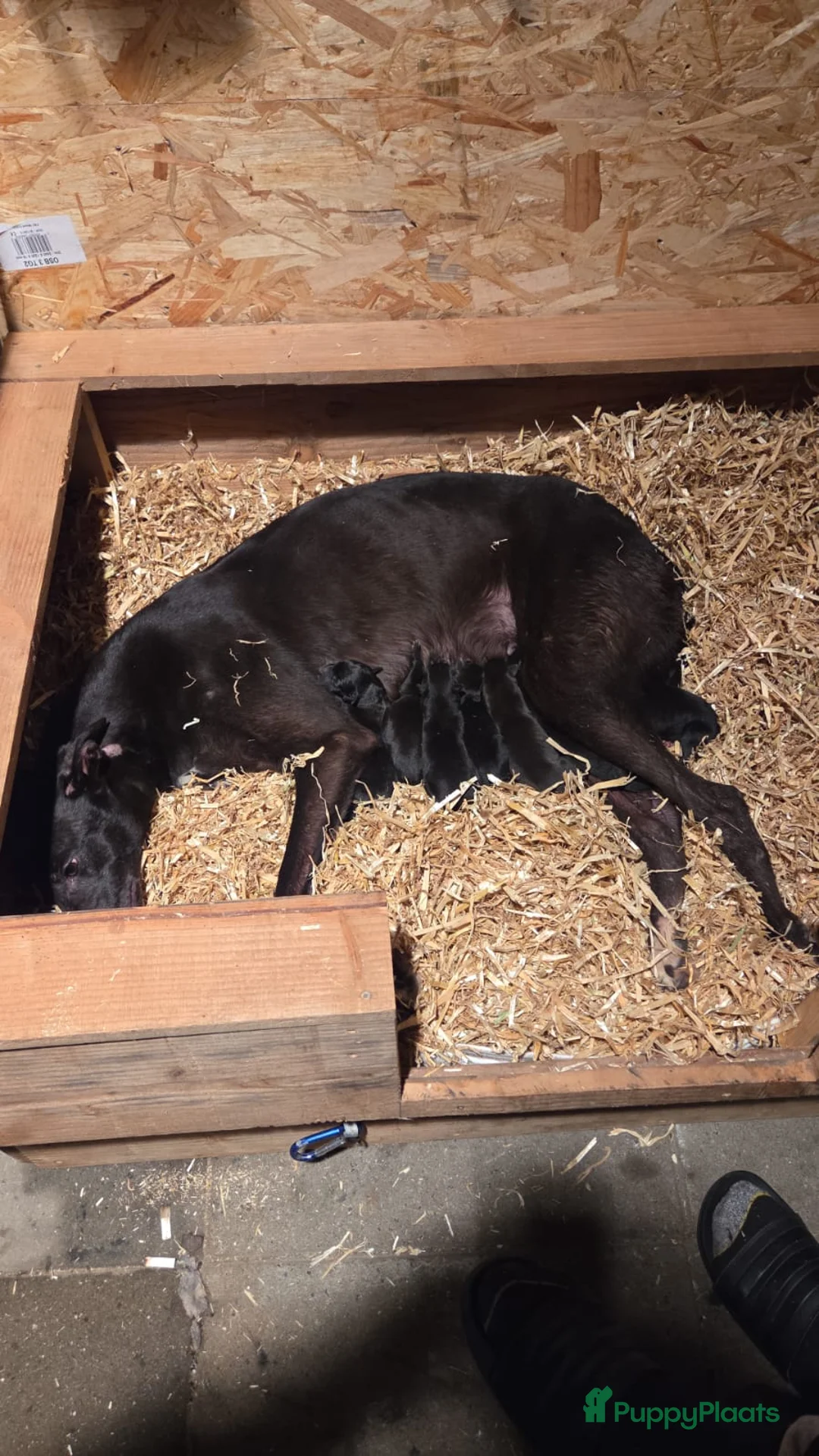 Greyhound honden te koop: 2 Greyhound. Puppy's in Amersfoort - Advertentie 10