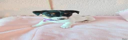 Jack Russel Terriër honden te koop: Super lieve en mooie pups te koop  in Waardenburg - Advertentie 4