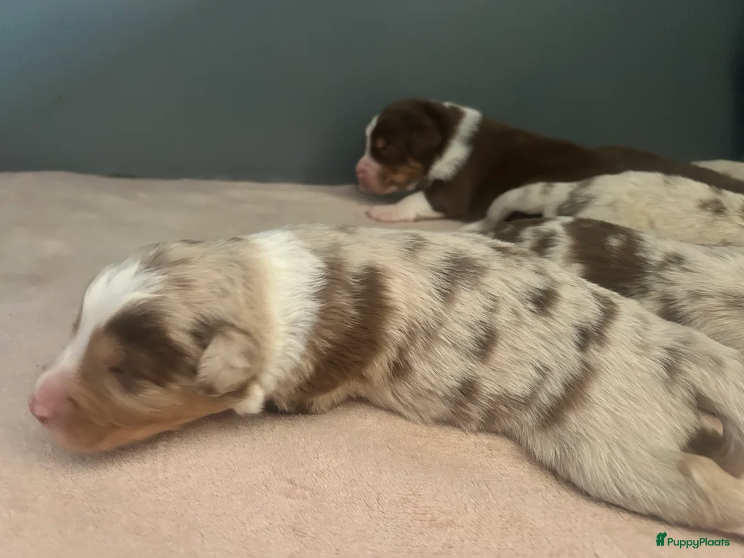Australian Shepherd honden te koop: 100% raszuivere Australian Sheperd pups - Advertentie 16