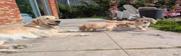 Goldendoodle honden te koop: Goldendoodle zoeken een warme thuis - Advertentie 2